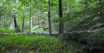 Fallen Birch, photo by Roger Vincent Jasaitis, RVJart.com, copyright 2015