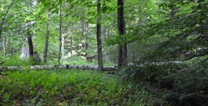Fallen Birch, photo by Roger Vincent Jasaitis, RVJart.com, copyright 2015