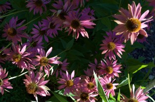 Echinacea, Photo RVJart.com